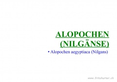 Alopochen (Nilgänse)
